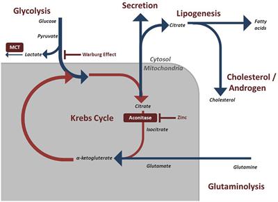 The Metabolic Phenotype of Prostate Cancer